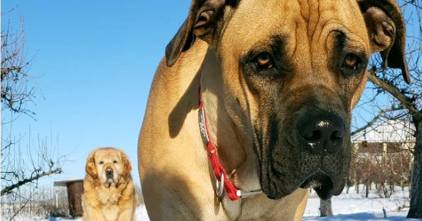 PHOTOS: Woof Wednesday Vol.3
