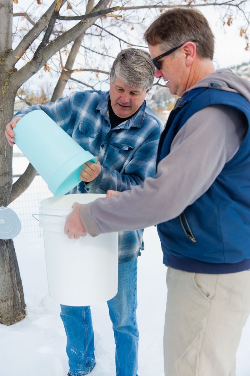 Roch Fortin pours harvested sap water into a bucket held by friend Bernie Ens.