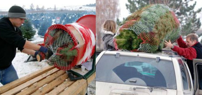 Busiest year ever for Kelowna Christmas tree farm
