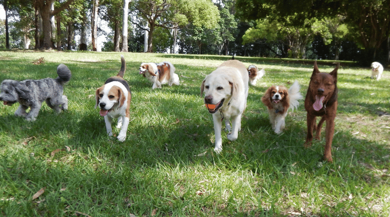 The Best Dog Park in Kamloops, as voted by you