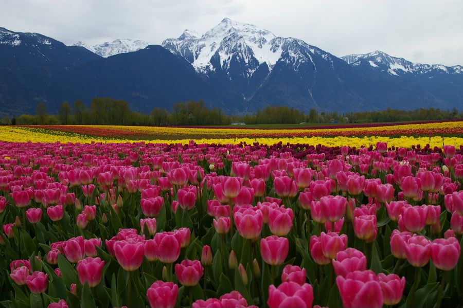 <who>Photo Credit: Harrison Tulip Festival/Facebook
