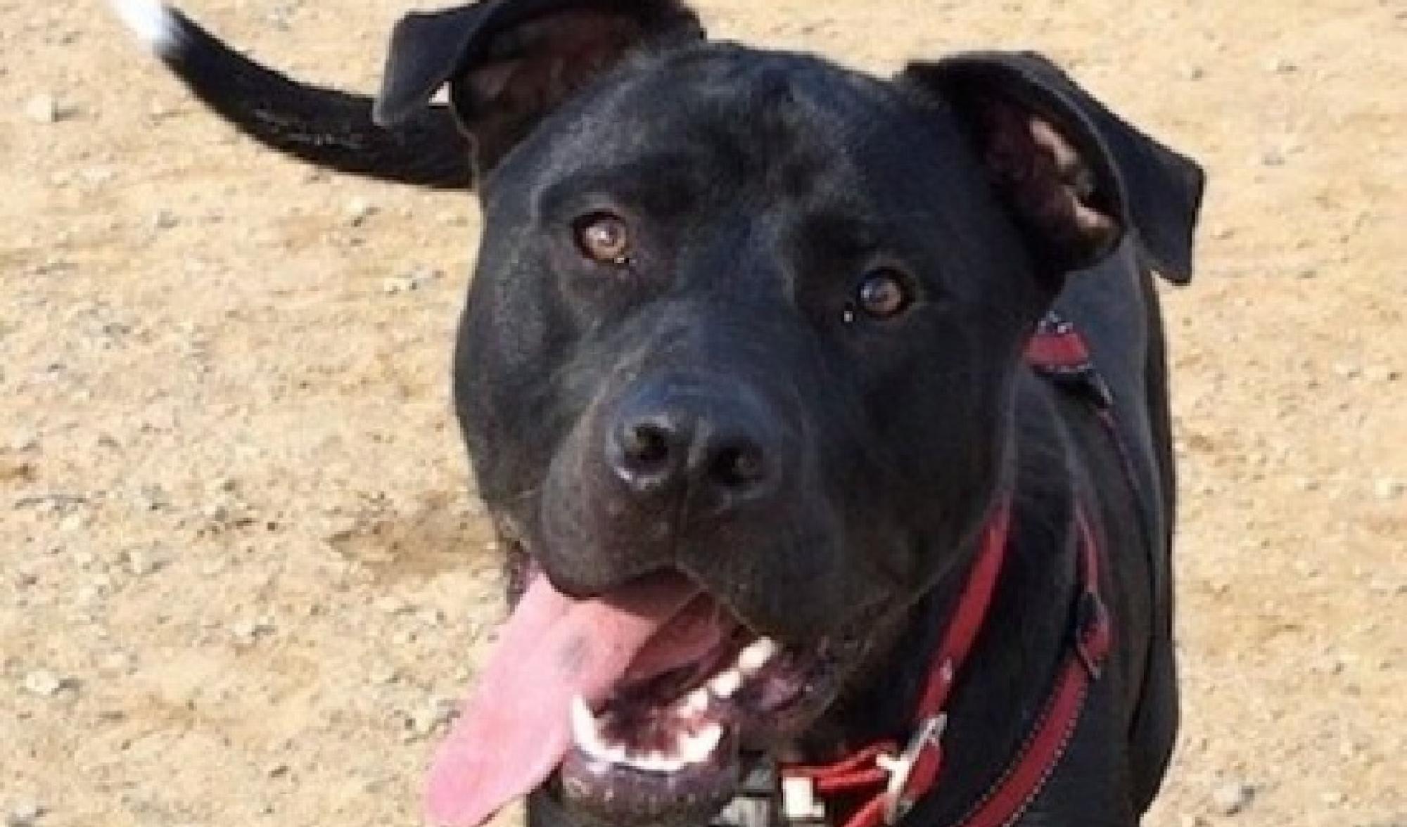 Furever Home Finder: Squish