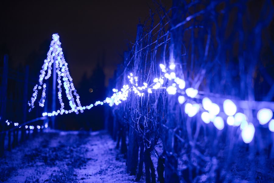 Summerland's Light Up the Vines kicks off tonight. Photo by Stephanie Seaton.