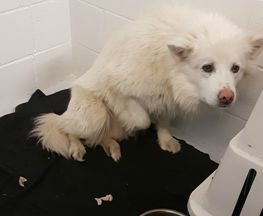 <who>Photo Credit: BC SPCA</who>One of the 46 dogs seized from a rural property near Williams Lake.