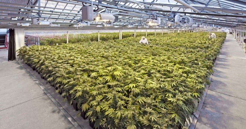 Kelowna cannabis company strikes deal to ship overseas