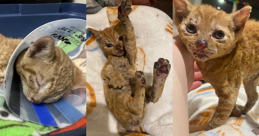 BC firefighters rescue 5 burned kittens from fire