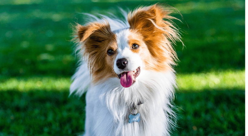 Finley is the next Pawllywood Times Star