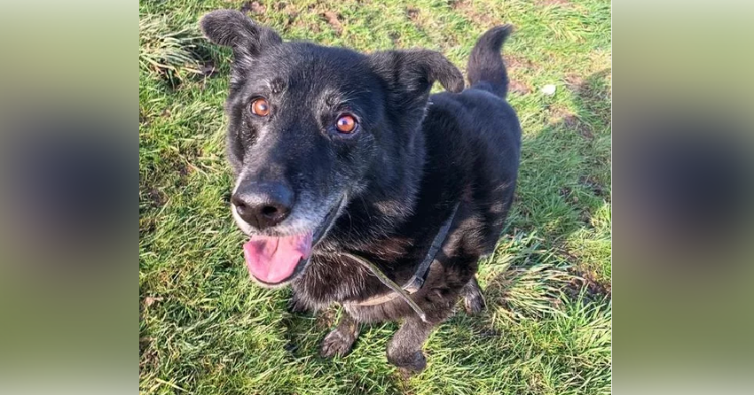 Furever Home Finder: Maggie