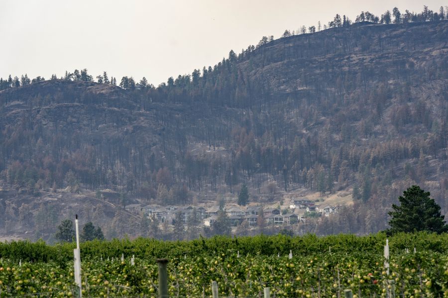 <who>Photo Credit: RDOS</who>A photo shared by the Regional District shows just how close the Bald Range wildfire got to some Summerland properties.