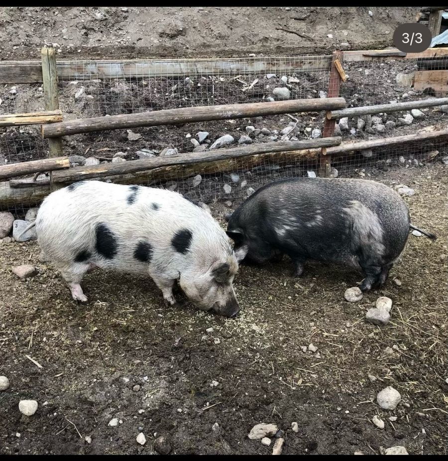 Beloved pig perishes in West Kelowna wildfire, another manages to survive
