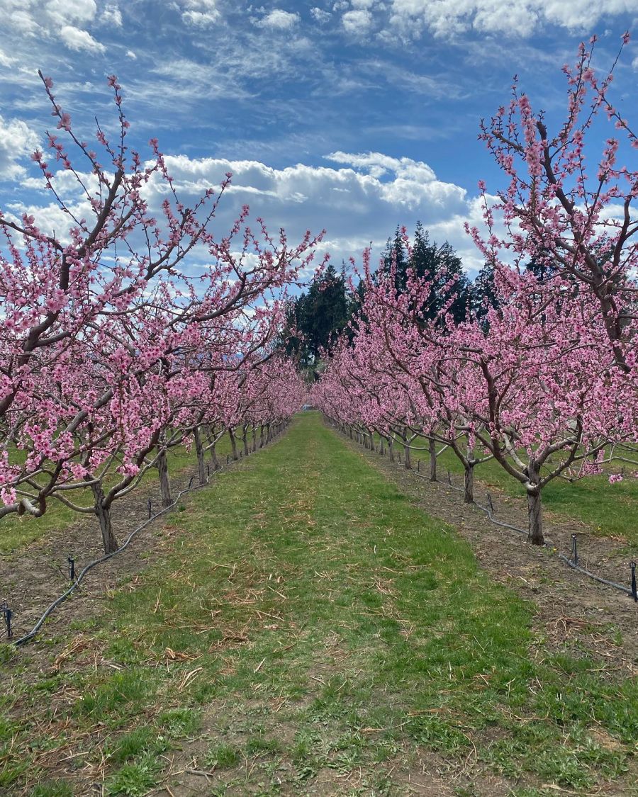 </who>An average acres of orchard has around 2,200 trees.