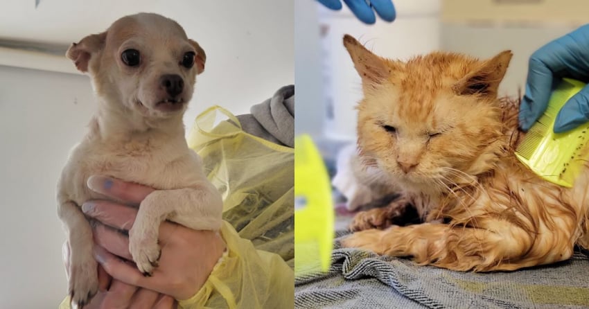 ‘Devastating’: 123 animals seized, 130 dead cats found in freezers at BC property