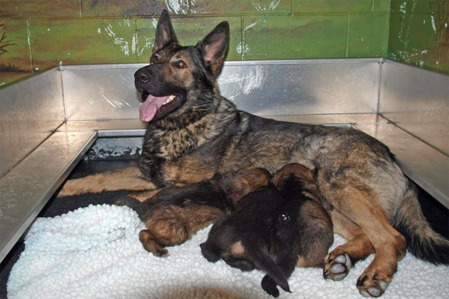 <who>Photo Credit: RCMP</who>Mama dog Haley (who you can see as a puppy further down in the story) nurses three German shepherd puppies at the RCMP Police Dog Service Training Centre.