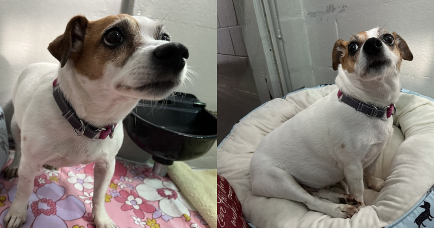Furever Home Finder: Danka
