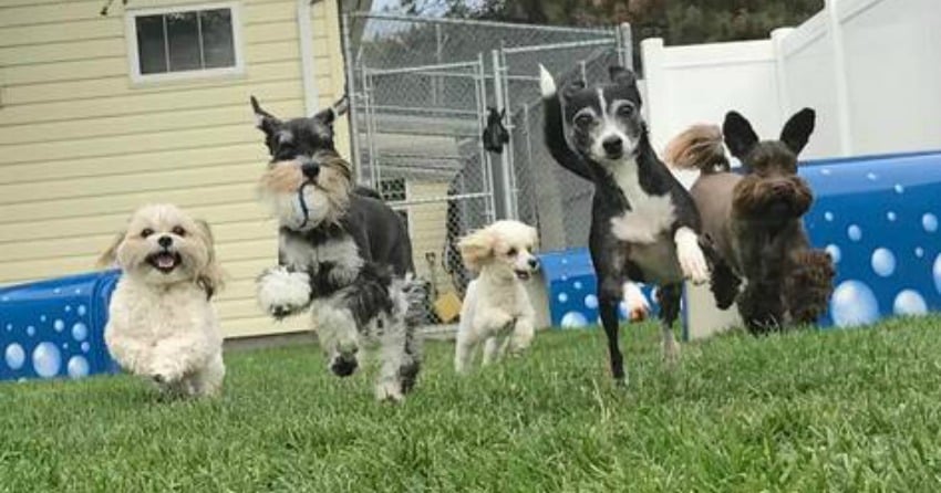 <who> Photo Credit: Kelowna Pet Resort </who> 