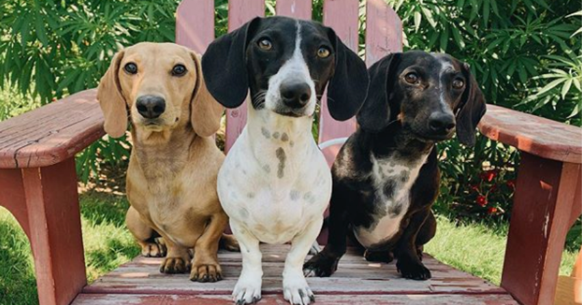 PHOTOS: Woof Wednesday in Kamloops, 2 days after International Dog Day