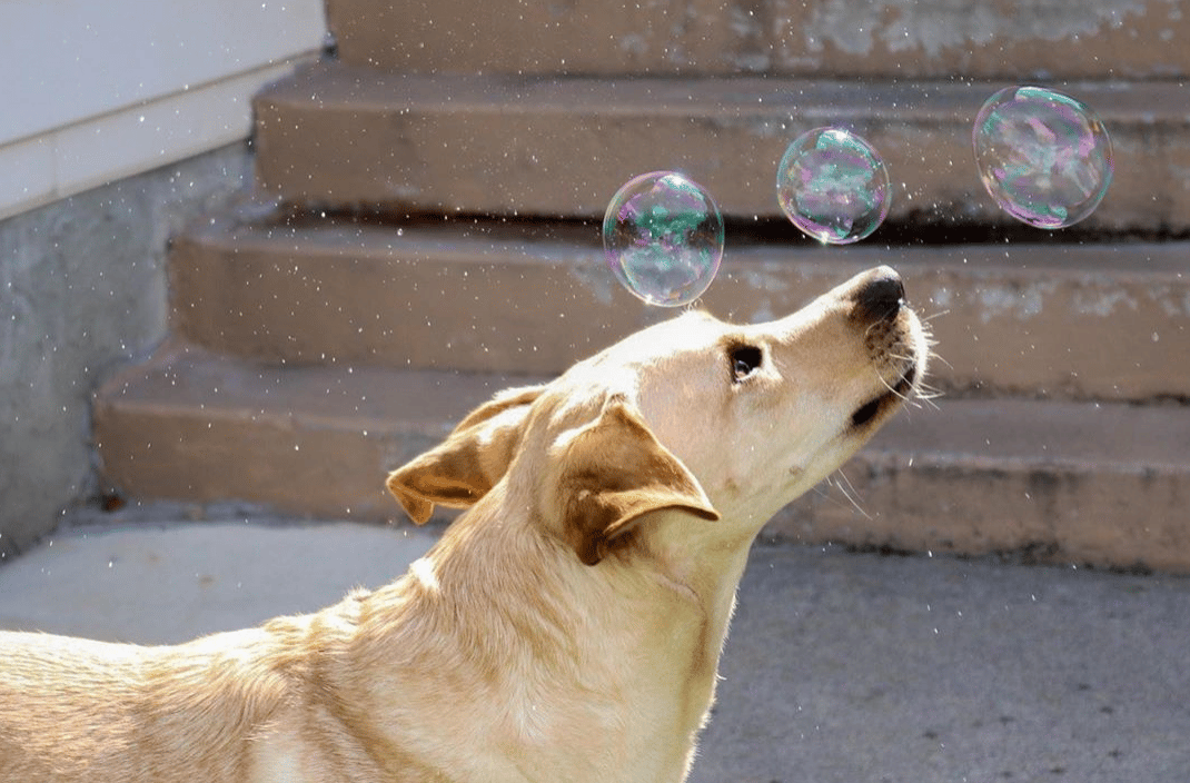 Woof Wednesday Vol. 36
