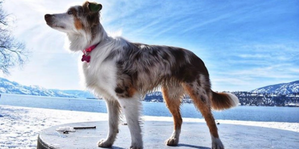PHOTOS: Woof Wednesday Vol.12