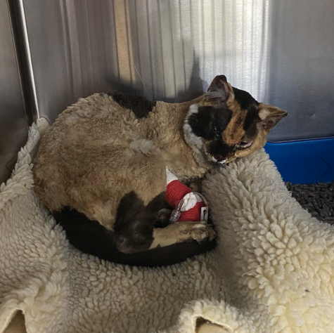 <who> Photo credit: BC SPCA
