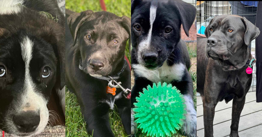 Furever Home Finder: This mom and her pups need loving homes