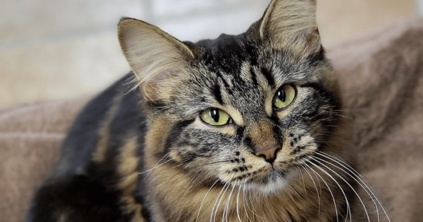 Furever Home Finder: Kahvi