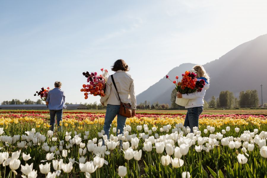 Flower fanatics have multiple BC tulip festivals to choose from this spring