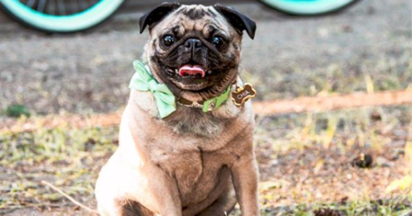 PHOTOS: Woof Wednesday in Kamloops, the double-stuffed edition