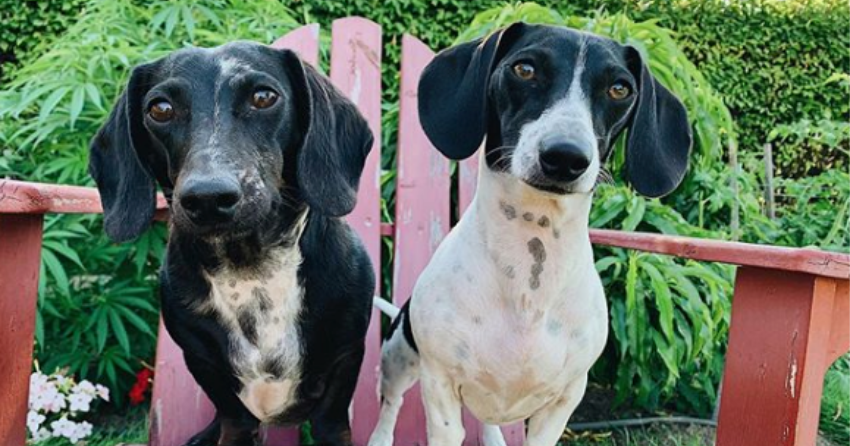 PHOTOS: Woof Wednesday in Kamloops Vol.20