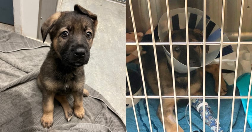 BC SPCA caring for 2 puppies found abandoned in box at park