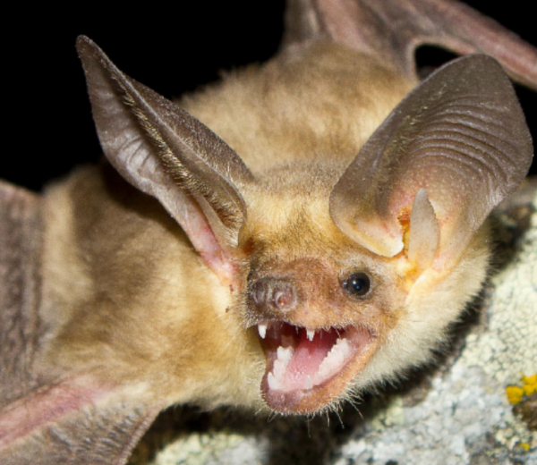 <who> Photo credit: WildSafeBC </who> A pallid bat.