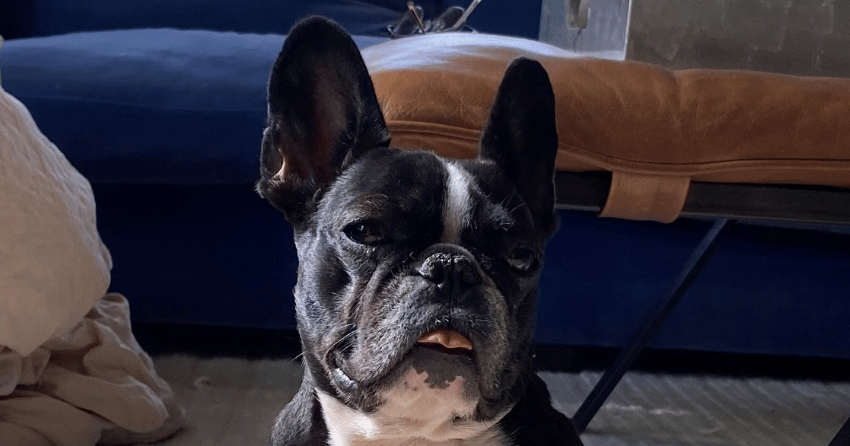 Meet Katie, the latest Pet of The Week!