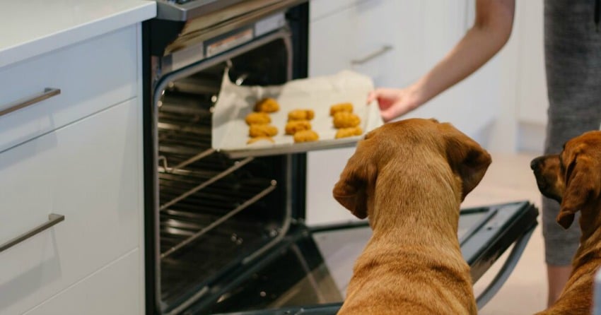 Pet safe treat recipes to try at home