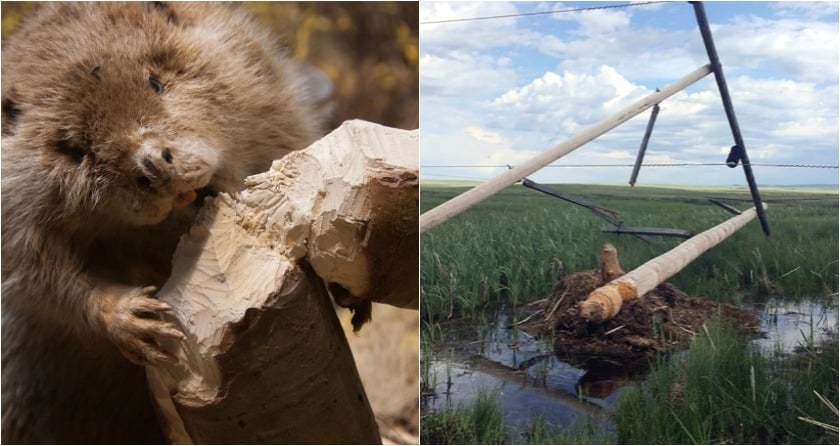 Hungry beaver causes power outage