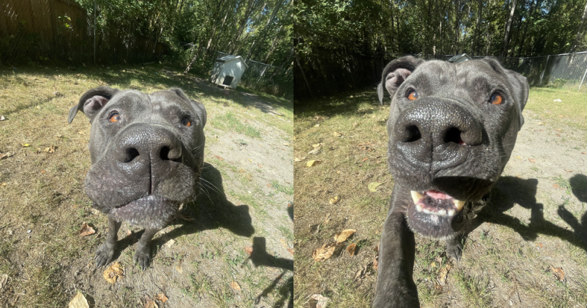 Furever Home Finder: Thor