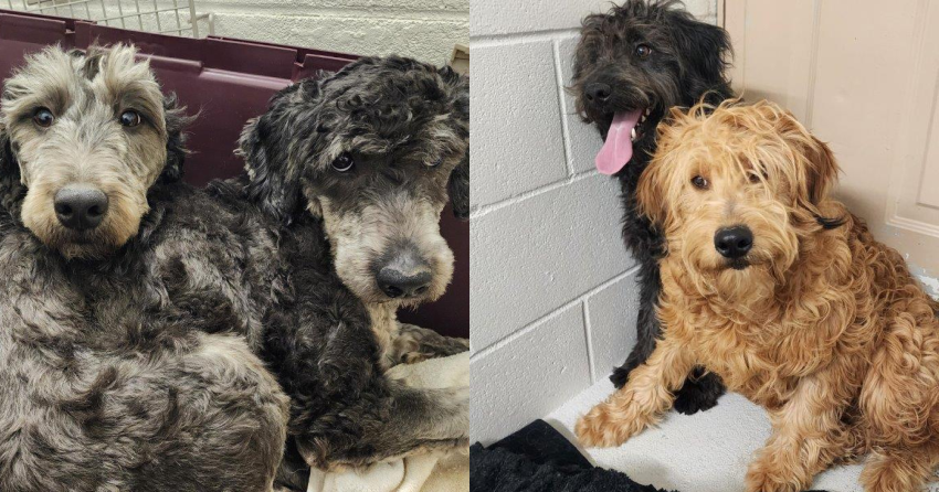 31 dogs rescued from ‘irresponsible breeder’ in BC Interior after ...