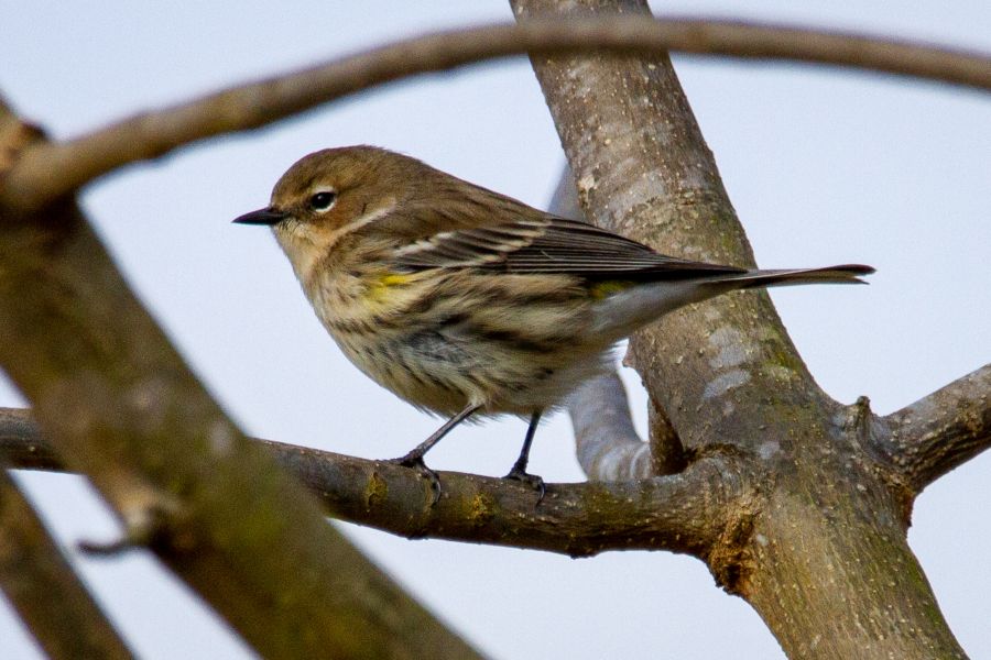 </who>Also a sure sign of spring is more chirping birds.