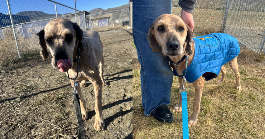 Furever Home Finder: Buster Bar