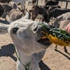 4 donors team up to match up to $80K in donations for Turtle Valley Donkey Refuge
