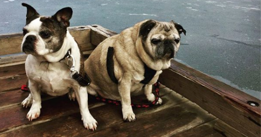 PHOTOS: Your Wednesday Woof Vol.3