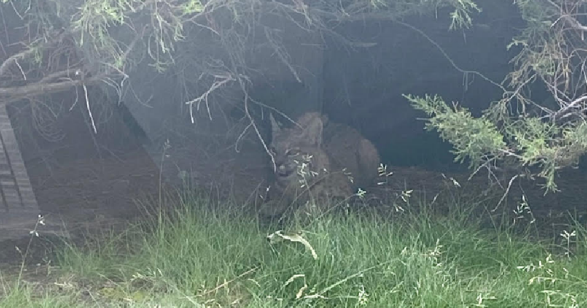 PHOTOS: Bobcat pays a visit to home in the Okanagan