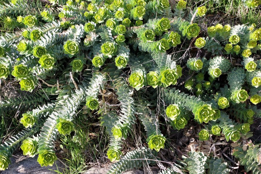 </who>Photo credit: Oasiss Facebook