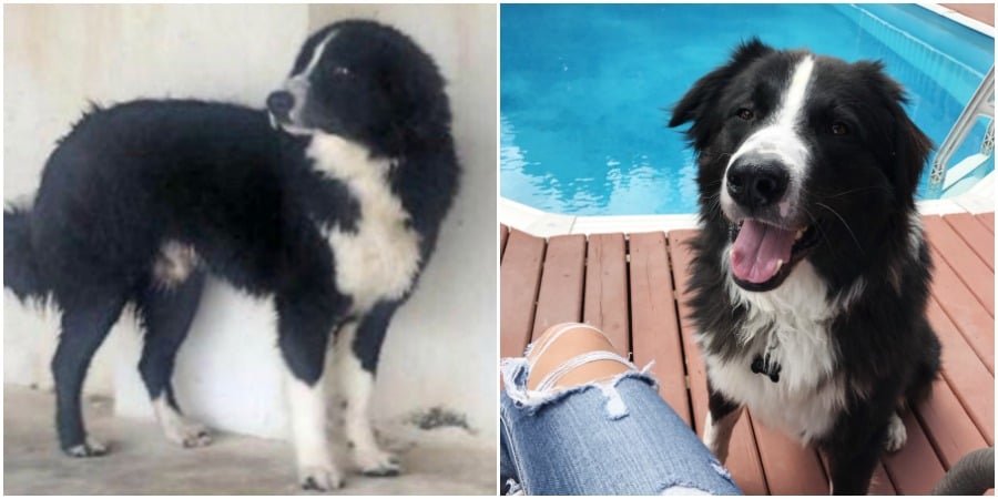 <who>Photo Credit: Contributed</who>Left: Odie in the shelter in Iran. Right: Odie enjoying his new life in Kelowna.