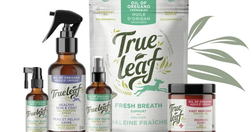 North Okanagan cannabis company files for bankruptcy