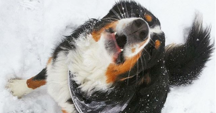 PHOTOS: Woof Wednesday Vol.1