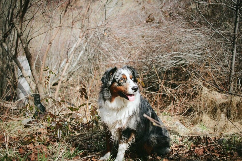 Protect your animals this tick season