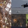 <span style="font-weight:bold;">PHOTOS:</span> BC SPCA announces winners of 2026 Wildlife-in-Focus Photography Contest