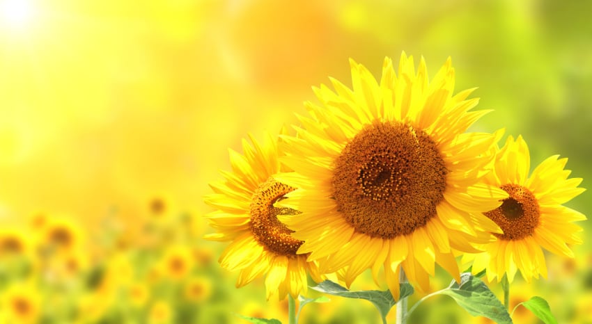Sunflower Festival returns in full bloom