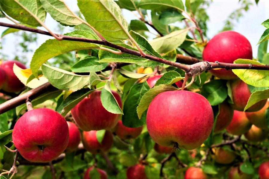 </who>Apples are the Okanagan biggest cash crop.