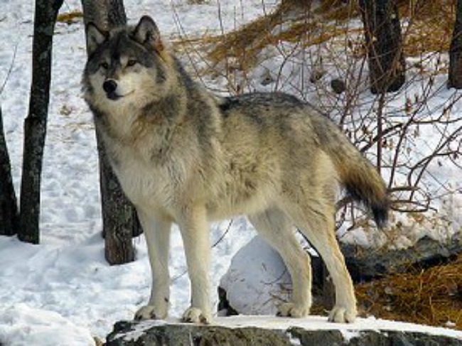 Wolves Creeping into Prince Rupert's Urban Areas
