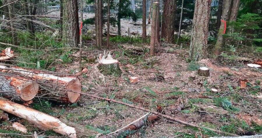 'Feels really hopeless': Logging in watershed frustrates BC island ...